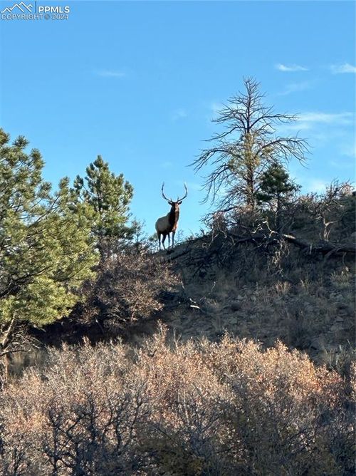 4040 Bell Mountain Dr, Castle Rock, CO, 80104-7710 | Card Image