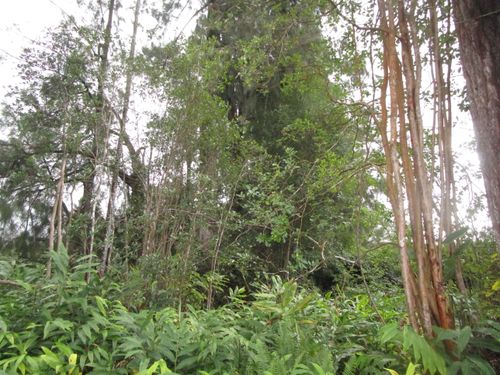 18-4101 Hulu St, VOLCANO, HI, 96785 | Card Image