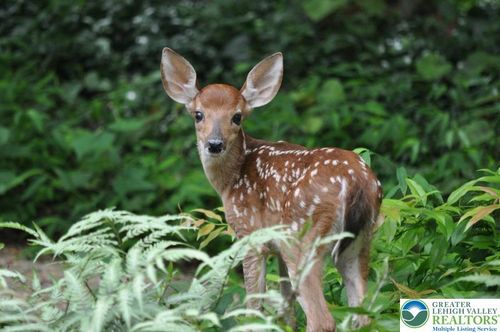 94 Blairwood Ln, ALBRIGHTSVILLE, PA, 18210-3881 | Card Image