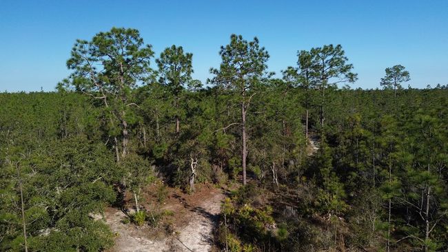 12500 Ne 87 Th Pl, Home with 0 bedrooms, 0 bathrooms and null parking in BRONSON FL | Image 4