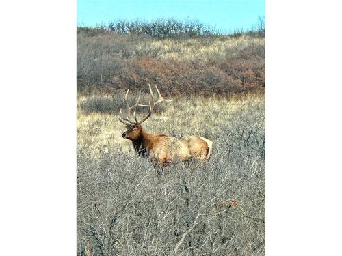 3100 Mccracken Ln, Castle Rock, CO, 80104-3435 | Card Image