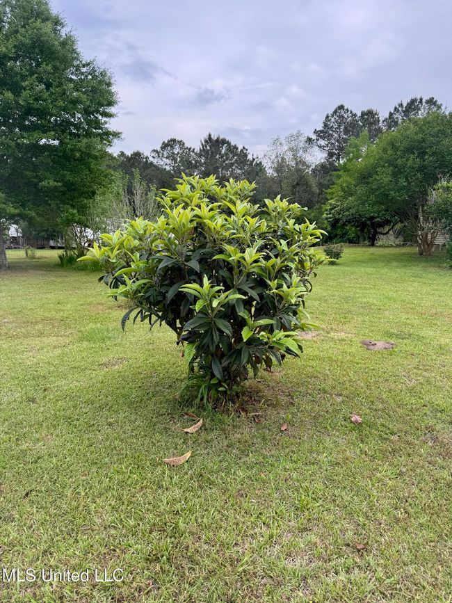 The Yard is Green | Image 7