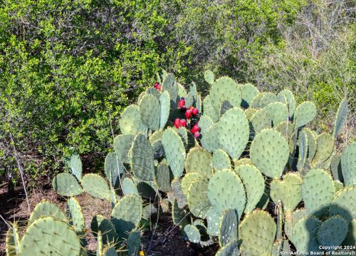 00 Utopia Frst, D Hanis, TX, 78850 | Card Image