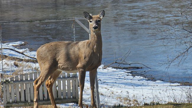 A visitor to the large pond shot from the front entry. With woods, rural setting and nearness to Lebanon Hills Regional Park, there are visitors from varied wildlife. | Image 73