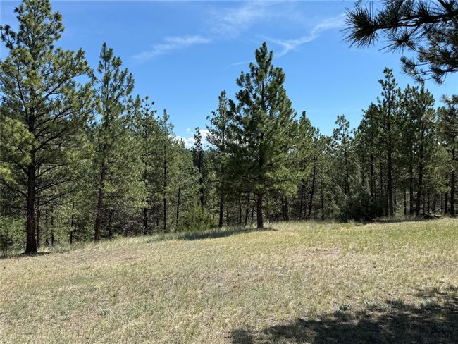 Lots Of Trees | Image 13