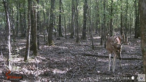 171 +/- ac Cr 4670, Avery, TX, 75554 | Card Image