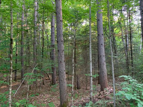 Lot 24 Deer Trap Rd, Presque Isle, WI, 54557 | Card Image