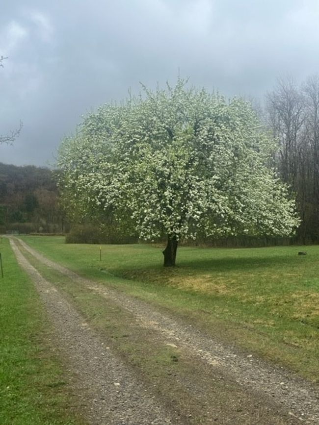 995 Brawand Rd, House other with 2 bedrooms, 1 bathrooms and null parking in Wilcox PA | Image 12