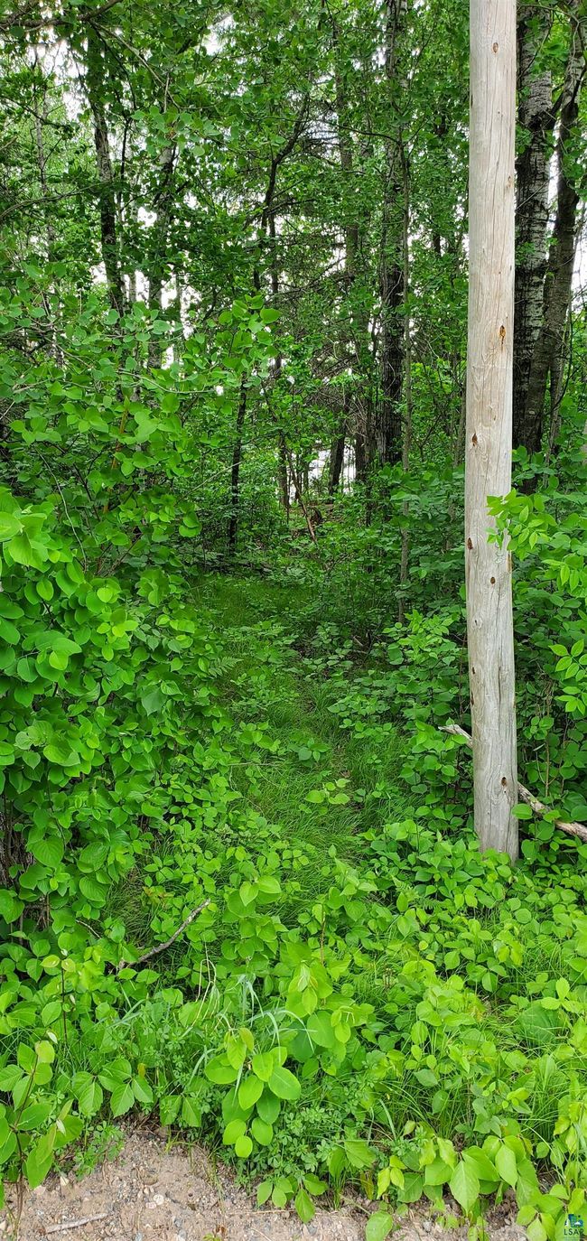 View of undeveloped land | Image 8