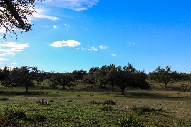 963 Josephine, Home with 0 bedrooms, 0 bathrooms and null parking in Harper TX | Image 10
