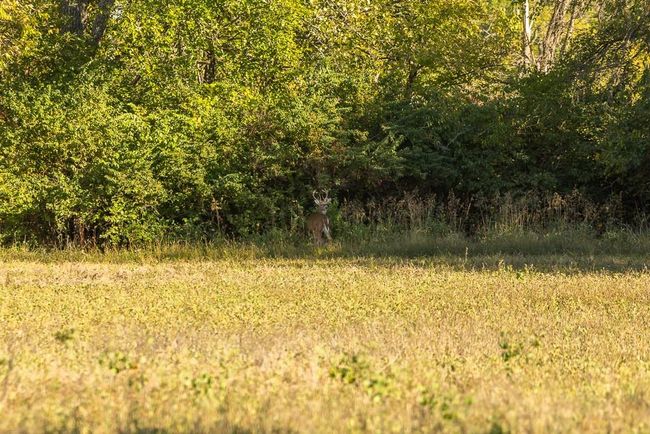Lot 12 Nora Dodge Dr, Home with 0 bedrooms, 0 bathrooms and null parking in Peculiar MO | Image 41