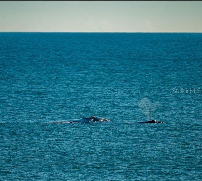 Right Whale Sighting from rooftop deck | Image 33
