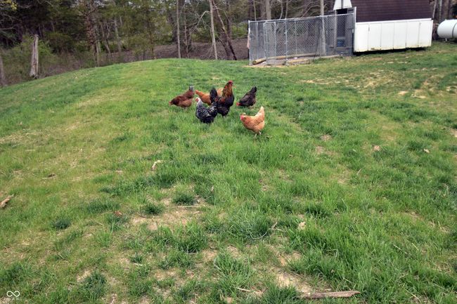 view of yard with the chickens being able to be free range chickens. | Image 50
