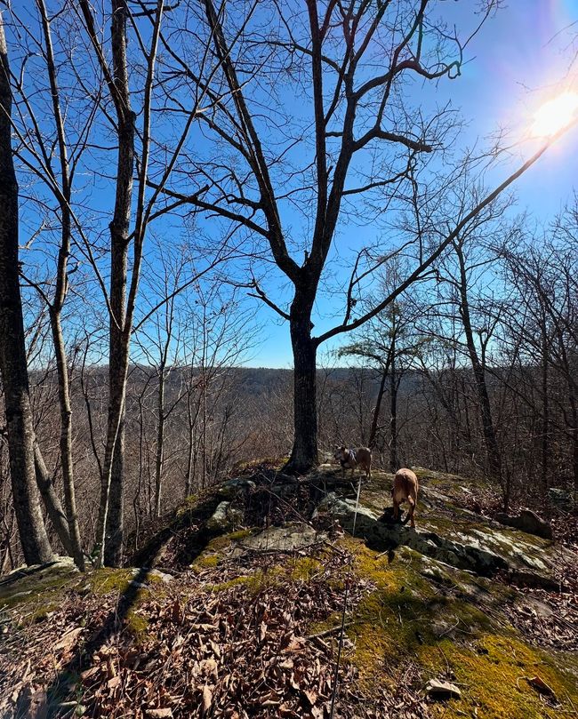 0 Middle Ridge Rd, Home with 0 bedrooms, 0 bathrooms and null parking in Beersheba Springs TN | Image 17
