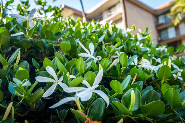 APT-301 - 938 S Kihei Rd, Condo with 1 bedrooms, 1 bathrooms and null parking in Kihei HI | Image 41