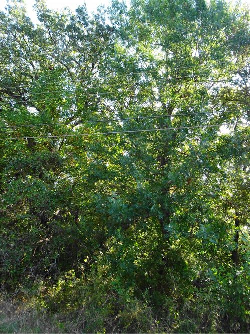 232 Softwind St, Gun Barrel City, TX, 75156-3937 | Card Image