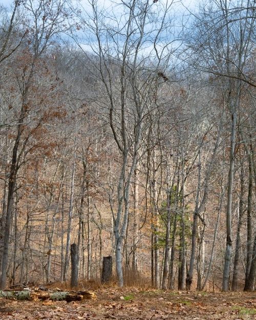 4 S Old Dutch, Rogers, AR, 72756 | Card Image