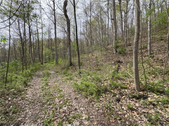 View of local wilderness with a forest view | Image 33