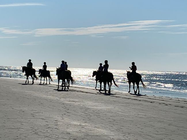 Horses on the Beach | Image 39