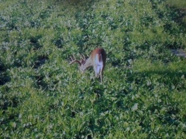 Deer | Image 20