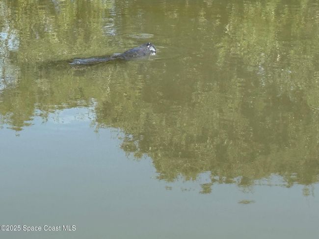 Awesome Manatee friends | Image 98