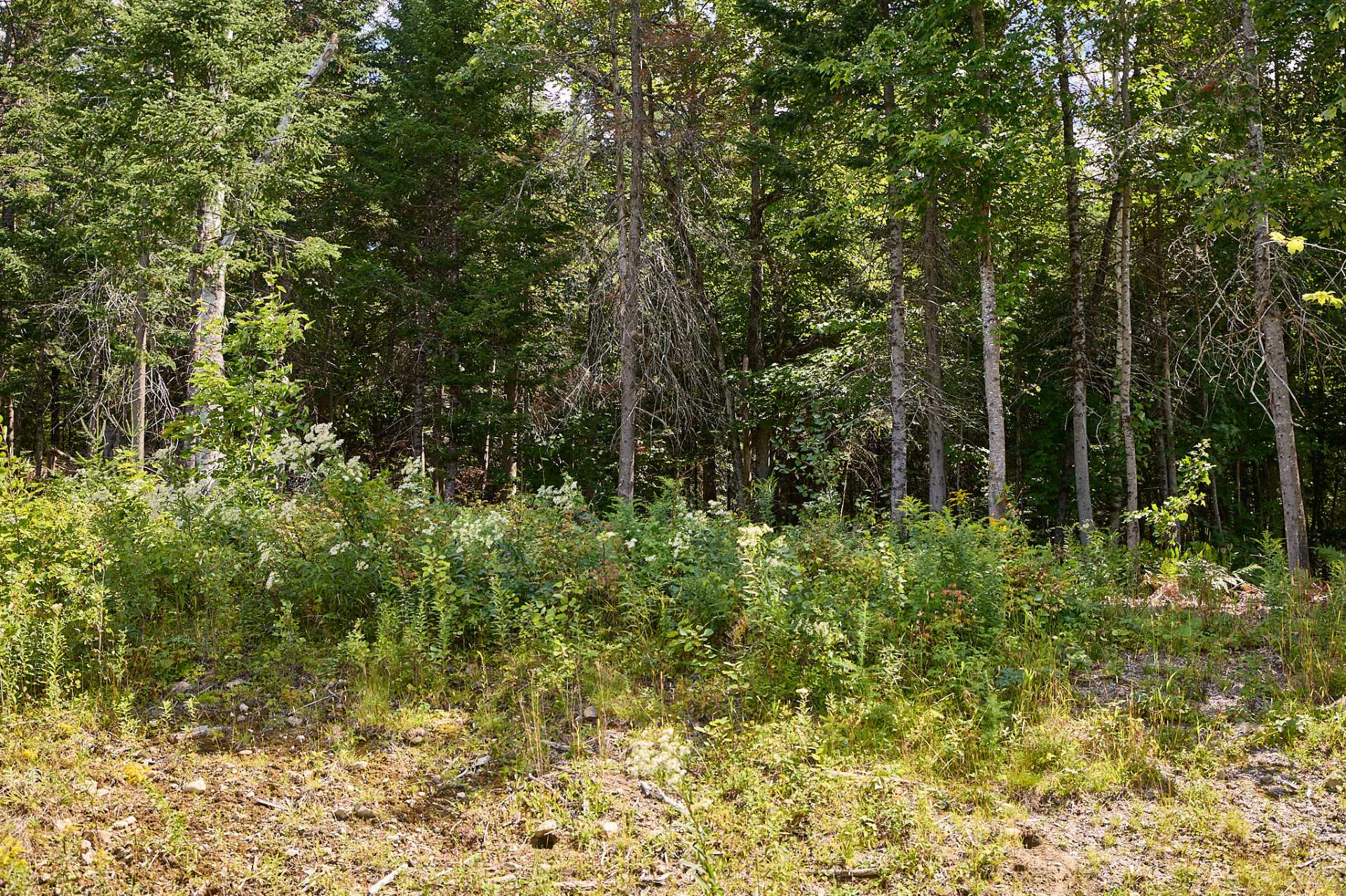 Land in Morin-Heights 2