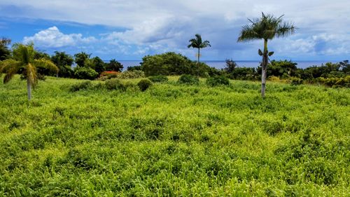 31-154 Hawaii Belt Rd, Ninole, HI, 96773 | Card Image