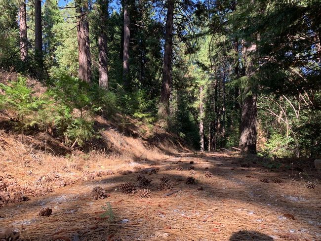5727 Starkes Grade Rd, Home with 0 bedrooms, 0 bathrooms and null parking in Pollock Pines CA | Image 15