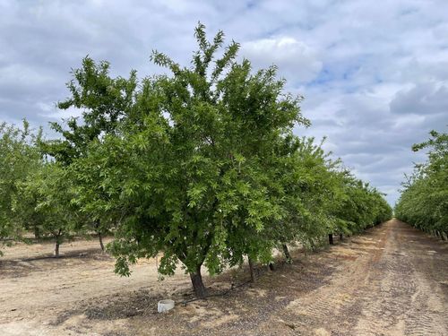 12251 E Jefferson Ave, Del Rey, CA, 93616-9753 | Card Image