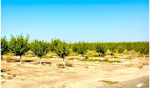 11716 S Cornelia Ave, Caruthers, CA, 93609-9511 | Card Image