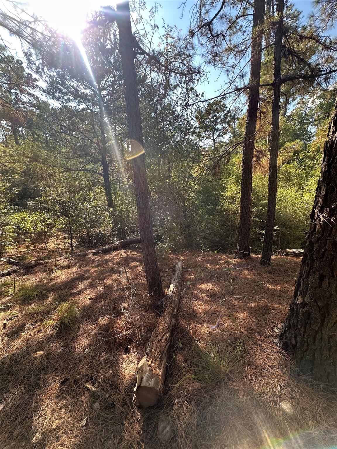 Land in Bastrop