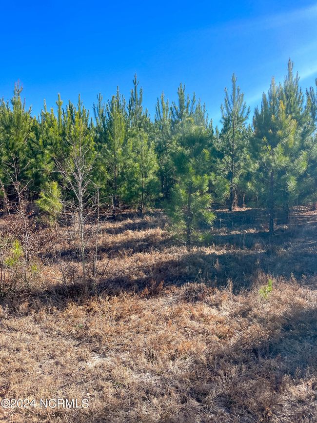00 Sykes Town Rd, Home with 0 bedrooms, 0 bathrooms and null parking in Currie NC | Image 52