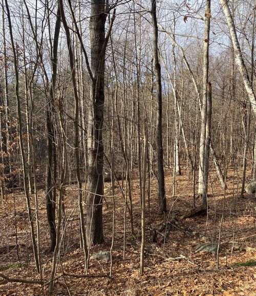 8 Fred Johnson Cir, Middlebury, VT, 05753-8718 | Card Image