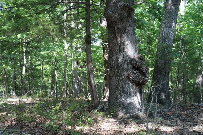 Lot 10-6 | Image 8