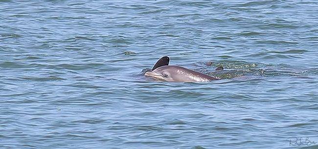 Watch the Dolphins Play from Your Living Room | Image 5