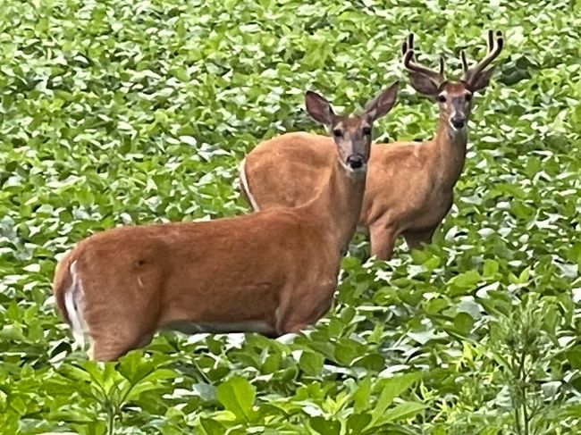 Wildlife | Image 17