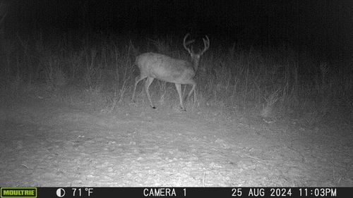 1722 Park Rd, Holladay, TN, 38341 | Card Image