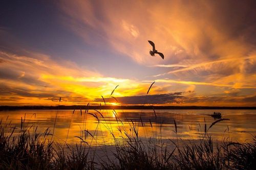 {{alt}} | Card Image