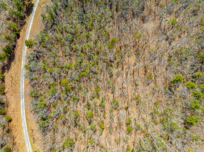 Lot 6 N Sunset Lane, Home with 0 bedrooms, 0 bathrooms and null parking in Bland VA | Image 5
