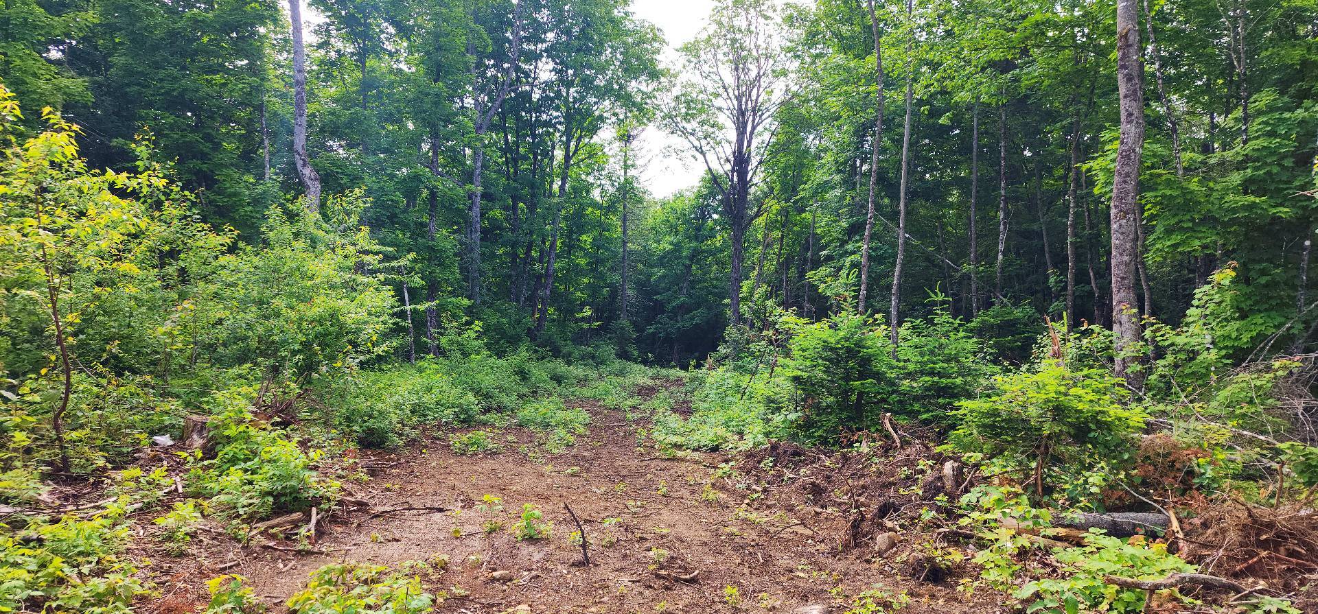 Land in Chertsey 4