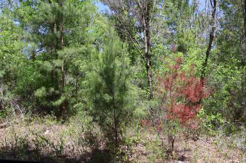 TBD Sw 157th Ln, DUNNELLON, FL, 34432 | Card Image