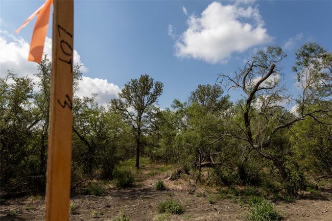View of local wilderness | Image 5