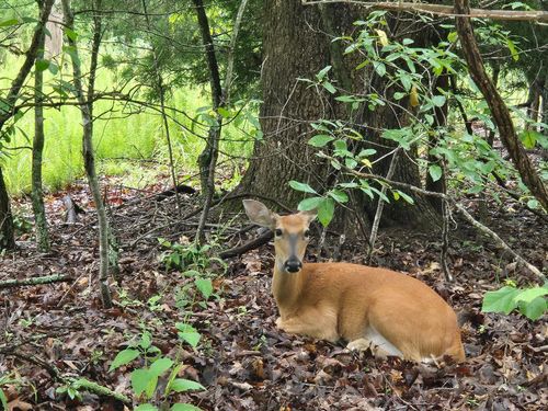 33 Lots, Camdenton, MO, 65020 | Card Image