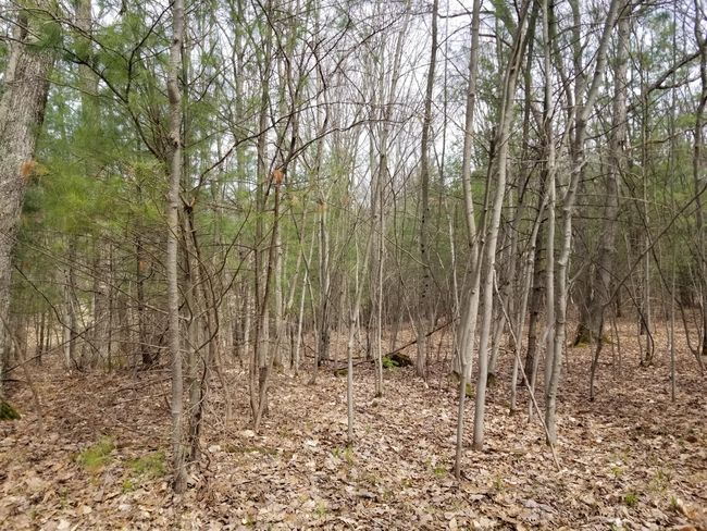 15 W 12 Mile Rd, Home with 0 bedrooms, 0 bathrooms and null parking in Irons MI | Image 4