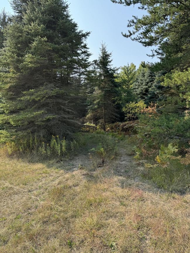 Woods | Image 26