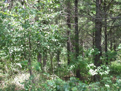 TBD Jace'S Trail, Nashoba, OK, 74558 | Card Image