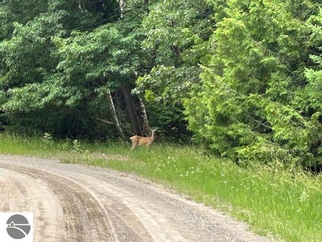 00 Pine Tree Trl, Home with 0 bedrooms, 0 bathrooms and null parking in Oscoda MI | Image 5