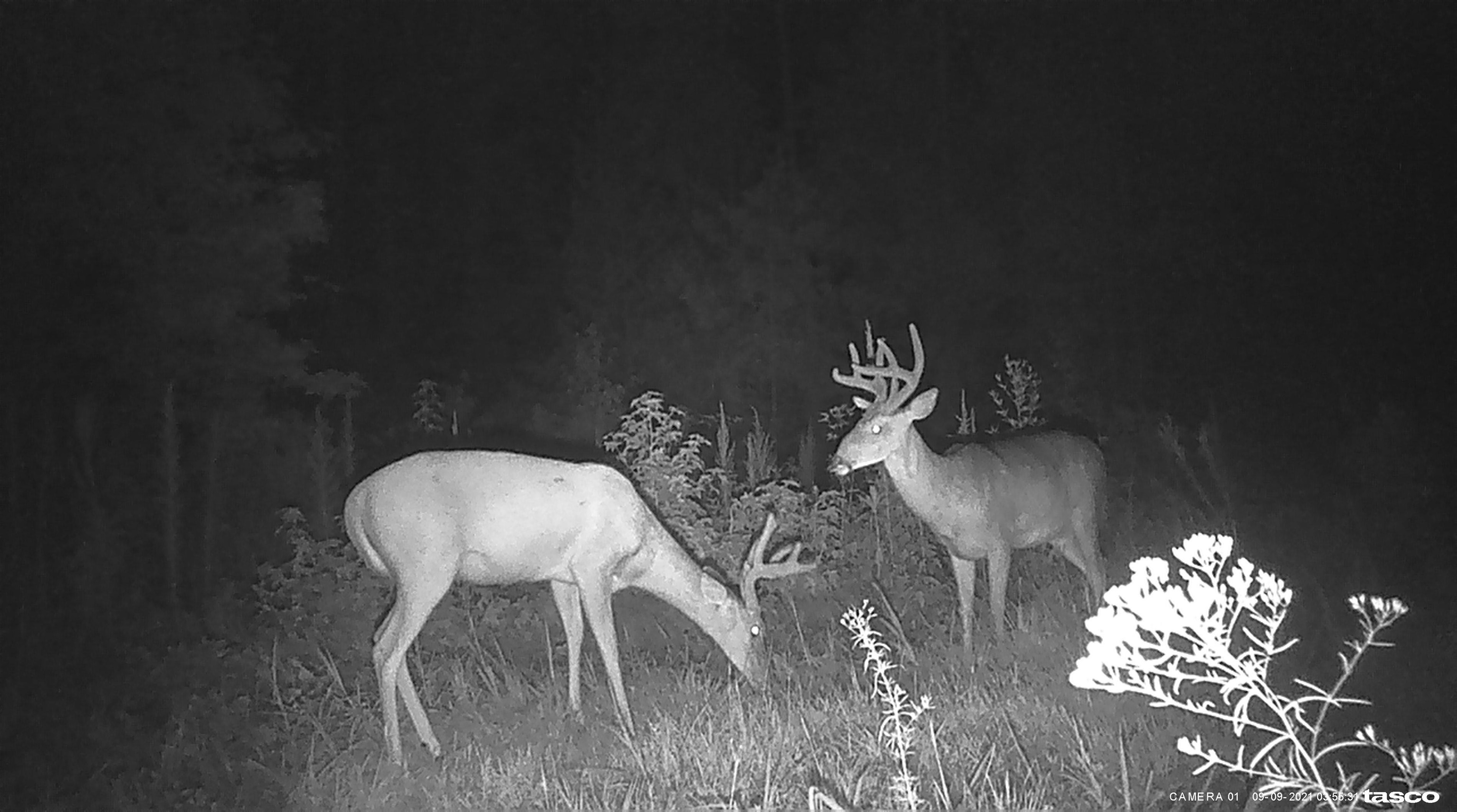 Land in Enoree 3