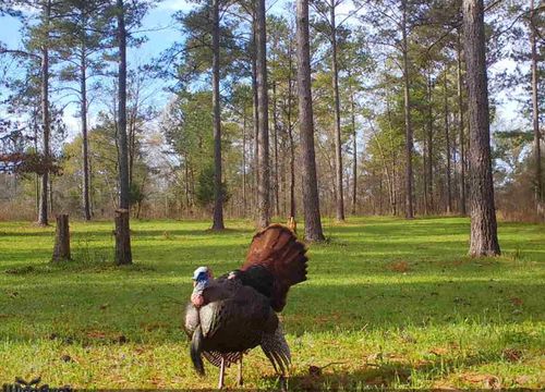 0 S Porter Rd, Shiloh, GA, 31826 | Card Image