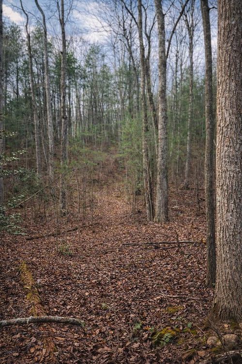 1 Bear Run Cir, Ellijay, GA, 30540-1576 | Card Image